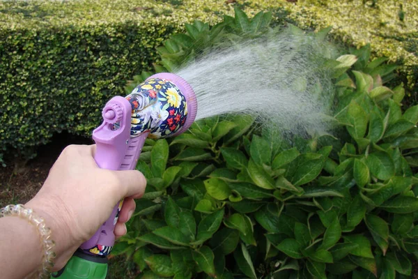 Женская рука поливает растения садовым шлангом с разбрызгивателем — стоковое фото