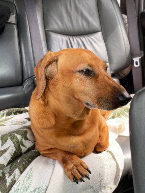 Kızıl saçlı dachshund köpeği arabanın arka koltuğunda sahibini bekliyor. Dikey fotoğraf