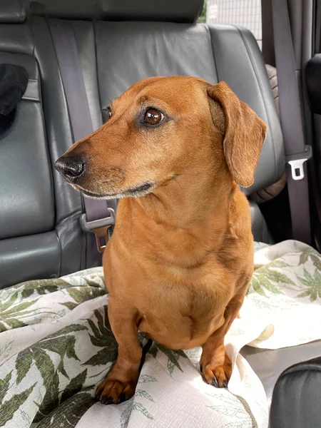 Perro salchicha pelirrojo se sienta en el asiento trasero de un coche, esperando a su dueño — Foto de Stock