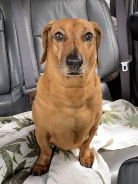 Kızıl saçlı dachshund köpeği arabanın arka koltuğunda oturur ve sahibini bekler.