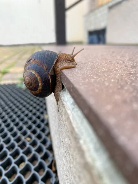 Grape snail climbs up the steep rung of a staircase — Fotografia de Stock