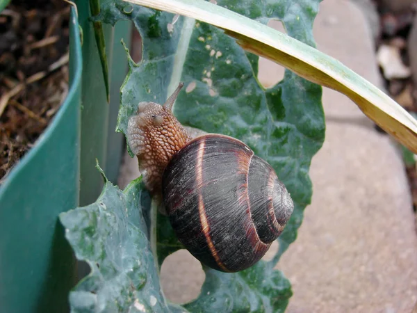 Plaga de jardín y jardín: el caracol devora las hojas de los cultivos agrícolas —  Fotos de Stock