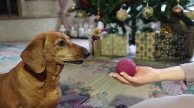 Denek hayvanlar, evde köpek severler. Yetişkin genç beyaz kadın ve dachshund top köpeğiyle oynuyorlar.