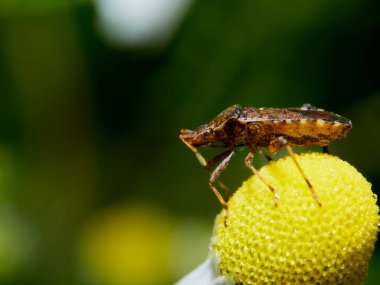 bir böceğin makro fotoğrafı