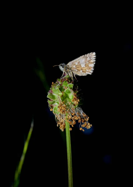 Macro Foto Patrón Canoso Pyrgus Malvae — Foto de Stock