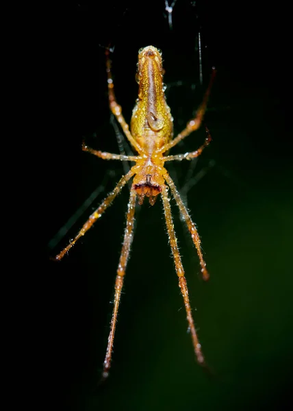 Macro Photo Silver Stretch Spider Tetragnatha Montana — Stock Photo, Image