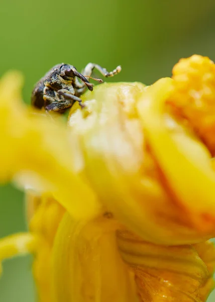 Foto Macro Punctumalbum Mononychus Pseudacorus Iris — Fotografia de Stock