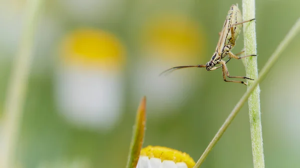 Macro Photo Meadow Plant Bug Leptopterna Dolabrata — Stock Photo, Image