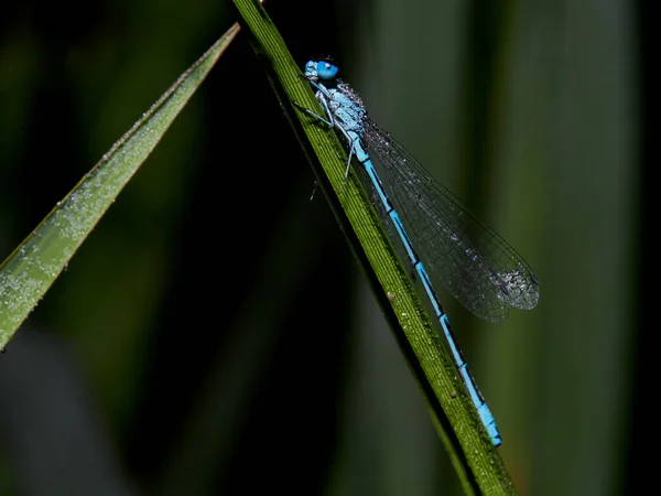 Makroaufnahme Einer Azurblauen Libelle Coenagrion Puella — Stockfoto