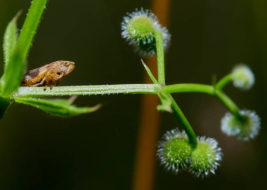 Bir çayır Froghopper 'ın makro fotoğrafı
