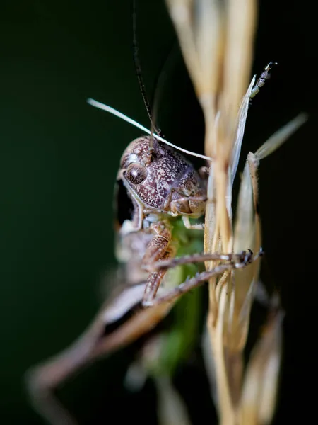 Макрофото Крикета Pholidoptera Fallax — стоковое фото