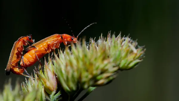 一般的な赤い兵士の甲虫のマクロ写真 Rhagonycha Fulva — ストック写真