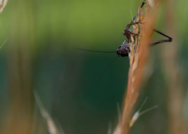 Fotografie Macro Unui Cricket Pholidoptera Fallax — Fotografie, imagine de stoc