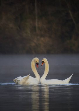 İki dilsiz kuğunun vahşi yaşam fotoğrafı (Cygnus olor)