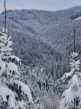 Alplerde karla kaplı ağaçlar 
