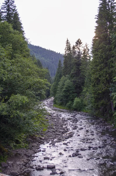 Horská řeka v lese — Stock fotografie