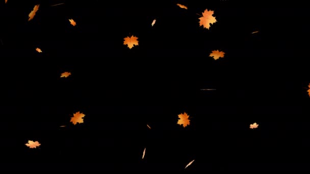 秋天五彩缤纷的感恩叶落在阿尔法通道上 背景透明 — 图库视频影像