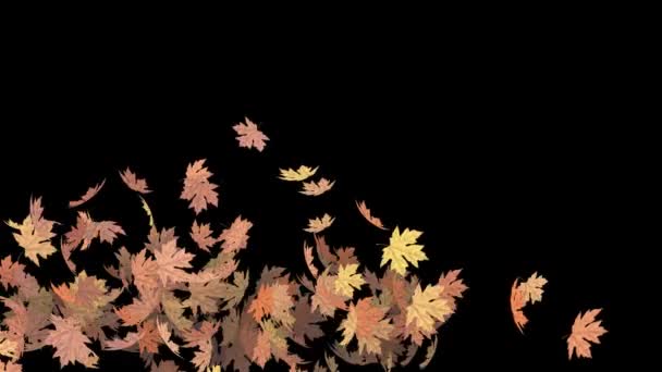 Herbst Bunte Erntedank Blätter Fallen Mit Alpha Kanal Transparenter Hintergrund — Stockvideo