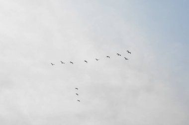 Gökyüzünde kuş kümesi. Sonbaharın başlangıcı ve gökyüzünde uçan ördek sürüsü, beyaz arka planda izole edilmiş.