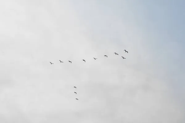 Gökyüzünde kuş kümesi. Sonbaharın başlangıcı ve gökyüzünde uçan ördek sürüsü, beyaz arka planda izole edilmiş. — Stok fotoğraf