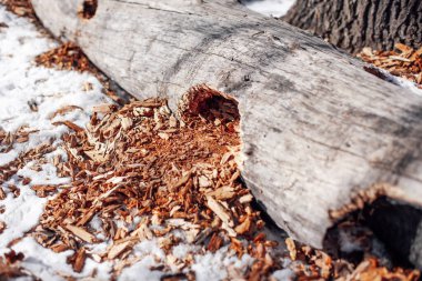 Yaşlı ağaç karın üzerinde yatıyor. Karla kaplı ormandaki kırsal yolun ortasında talaşlı çürük bir kütük yatıyor.