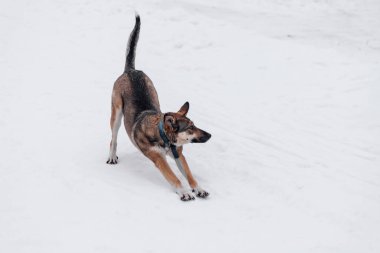 Kırmızı köpeğe yakın çekim. Yetişkin köpek doğada kış yürüyüşünden sonra karlı yolda duruyor.