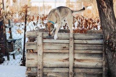 Köpek kışın arka bahçede oynar. Mavi yakalı büyük köpek ahşap barakada duruyor, kış manzarası
