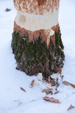 Kış ormanında ağaca yakın bir yerde. Genç ağaç ormanda yetişir, odunları kunduzlar tarafından yenir, kar sonrası kış manzarası.