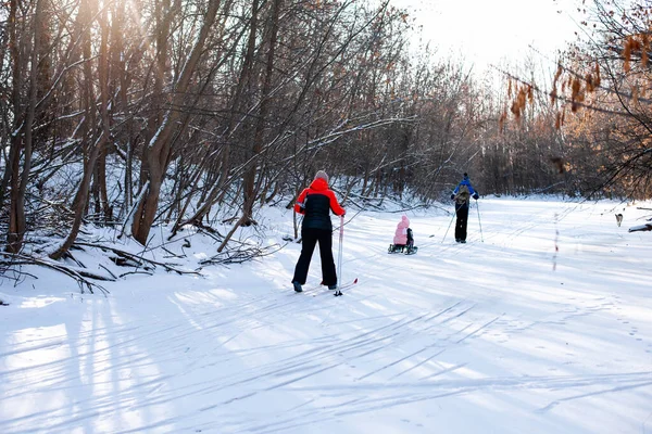 Сімейні атракціони в зимовому лісі. Молодий чоловік на лижах їде маленькою дівчинкою на дитячих санях на засніженій дорозі, жінка на лижах позаду них, вид ззаду — стокове фото