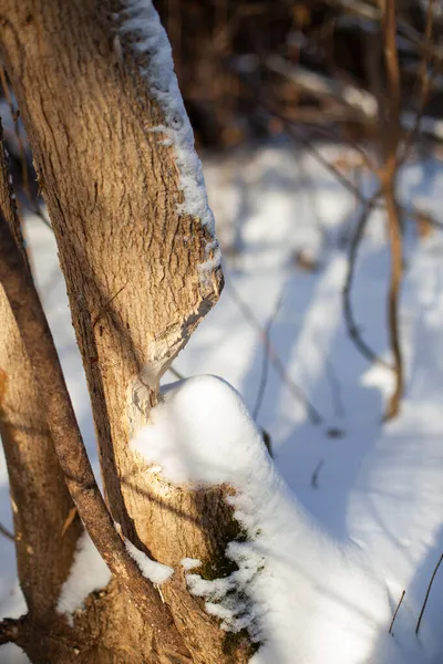 Marks from beaver teeth on tree trunk. Young tree grows in forest, its wood was eaten by beavers, winter landscape after snowfall — Stock Photo, Image
