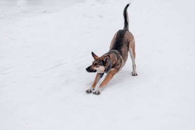Köpeğe yakın çekim. Büyük köpek, yoğun kar fırtınasından sonra karla kaplı patikayı yukarı çeker. Soğuk bir günde, kış manzarasında doğada yürüdükten sonra.