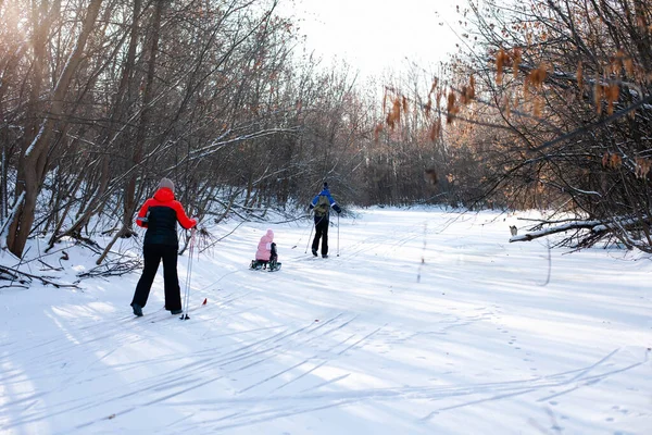 Сімейні атракціони в зимовому лісі. Молодий чоловік на лижах їде маленькою дівчинкою на дитячих санях на засніженій дорозі біля річки, жінка на лижах за ними, вид ззаду — стокове фото