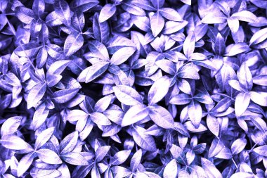 Doğa yeşil yaprak dokusu, koyu duvar kağıdı konsepti, doğal arka plan, tropikal yapraklar