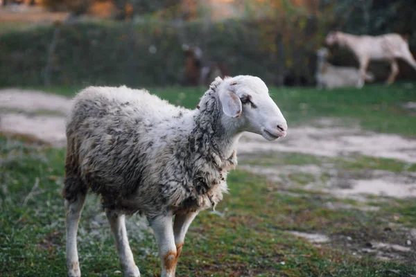 Béžové ovce kráčející po zelené trávě a pasoucí se s ostatními ovcemi na louce v lese na podzim. Farmářský život. Přírodní produkty. Návrat k přírodě a šetrnosti k životnímu prostředí — Stock fotografie