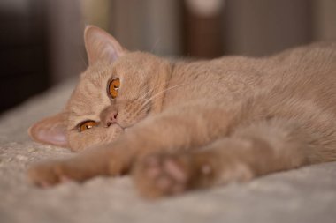 Açık kırmızı renkli güzel safkan kedi, parlak turuncu gözlü, yumuşak terli yatak örtüsüne uzanmış, bulanık arka plandaki kanepeyi örtüyor.