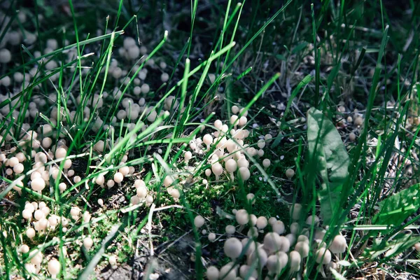 Close-up of huge number of tiny grey-white mushrooms growing among green grass partially covered with sunlight in summer. Gifts of nature. Life in village — Stock Photo, Image