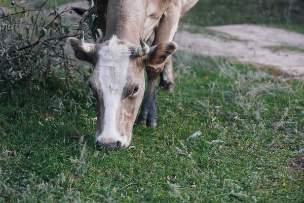 Kopf der braun-weißen Kuh auf der Weide mit dem Kopf nach unten zum Gras in der Nähe von Ästen auf der Wiese im Wald im Herbst. Bauernleben. Naturprodukte. Rückkehr zur Natur und Umweltfreundlichkeit — Stockfoto