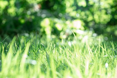 Bulanık yeşil çimenler farklı yüksekliklerde arka planda güneş ışığı yavaşça çayıra düşüyor. Yeşillerle dolu şaşırtıcı bir arka plan. Doğaya ve çevreci dostluğa dönüş