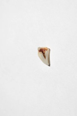Lost canine baby milk tooth with blood stains in upper root part in center on white background. First teeth changing. Going to dentist to do tooth treatment 