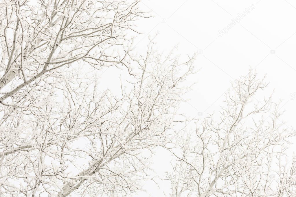 Low angle shot of upper part of tree branches coated with snow with blue sky in background. Horizontal copy space. Winter full of white color all around 