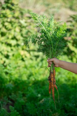Bir avuç taze havuç, ellerinde barış dolu topraklarla onları yeşil bitkilerle dolu arka planı bulanık saplarla tutuyor. Sağlıklı organik sebze bileşeni 