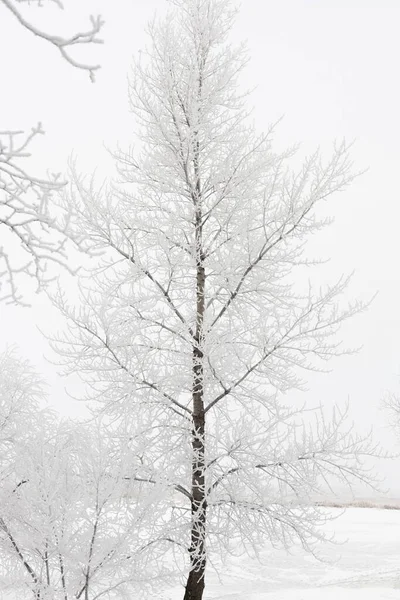 Красивое высокое дерево с множеством тонких ветвей, симметрично перерастающих в правое и левое направление, полностью покрытое снегом. Вертикальное пространство для копирования. Зима полна осадков — стоковое фото