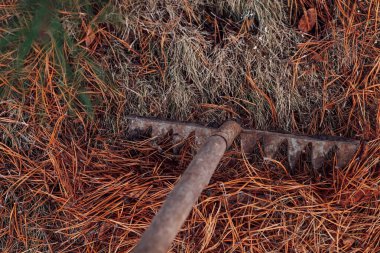 Kuru çam iğnelerini eski tırmığın yardımıyla tırmıklama sürecine yaklaşıyoruz. Yaprakları çevre dostu organik gübre ya da gübre olarak kullanmak. Kır evinin temizlik bölgesi 