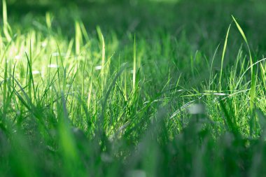 Yumuşak odaklı arka plan. Dar bir ışık demeti olan taze çimenler merkezden ve gölgede kalan diğer parçalardan geçiyor. Doğaya geri dön. Çevresel dostluk