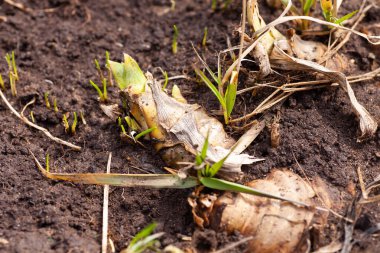 Gündüz vakti bahçede ıslak zeminde büyüyen iris çiçeği filizlerinin yakınlaşması. Doğa severler için boş zaman aktivitesi. İlkbaharda açan ilk bitkiler