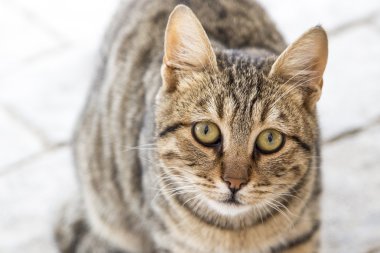 kedi kameraya bakıyor. Kedicik, kedicik