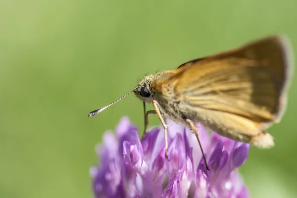 Mariposa sobre una flor recogiendo polen aislado de un fondo verde — Foto de Stock