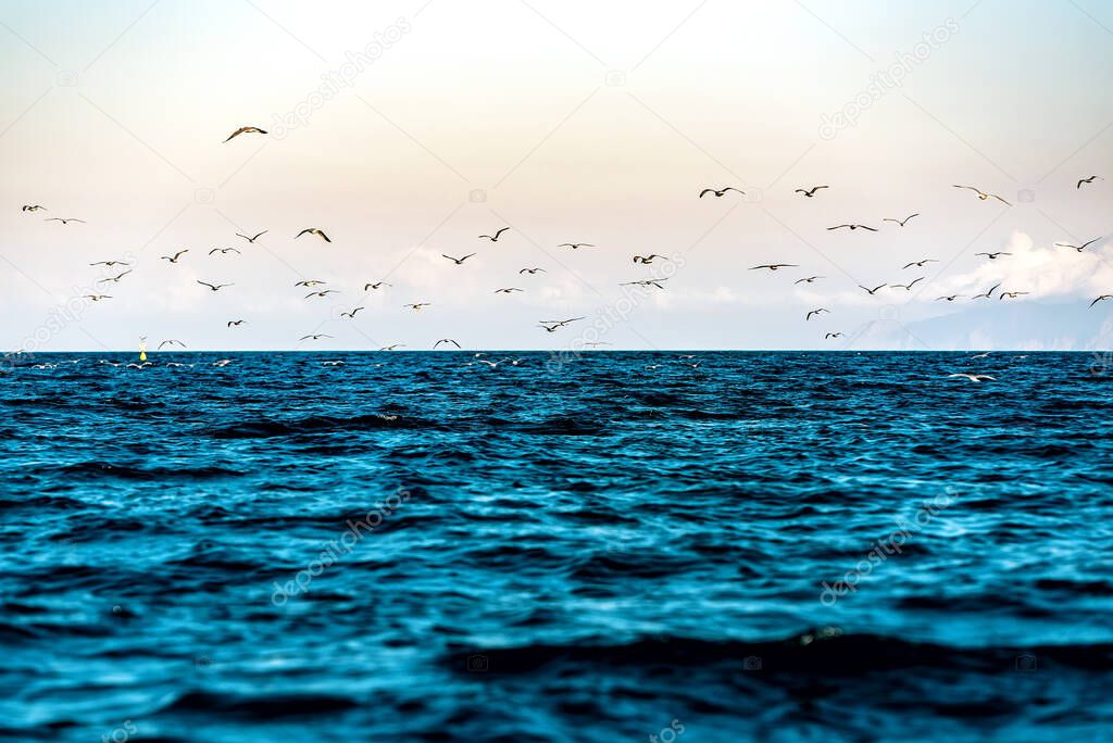 Seagulls flying freely over the dark blue and slightly wavy sea. Selective focus.