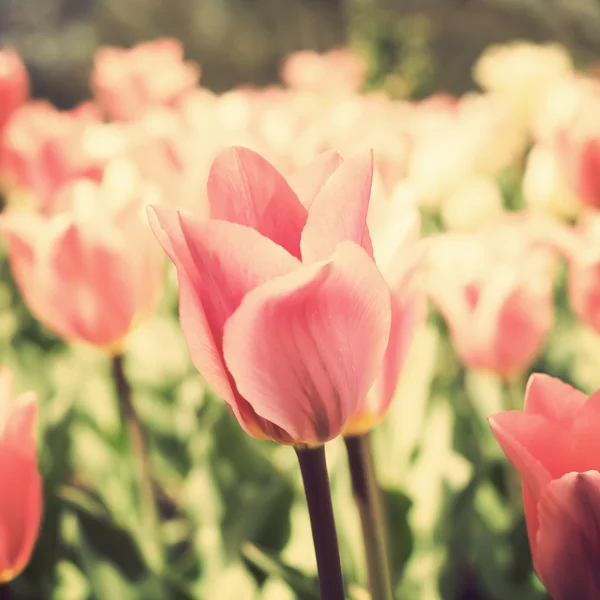 Colorful Spring Tulips — Stock Photo, Image