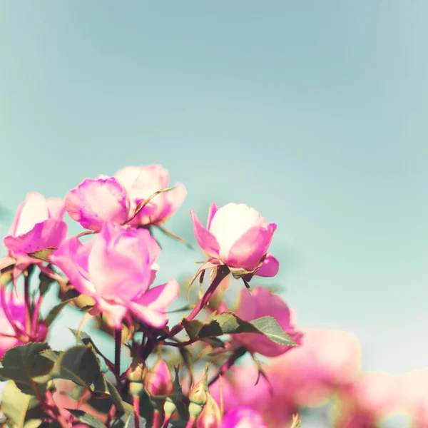 Vintage Pastel Roses — Stock Photo, Image